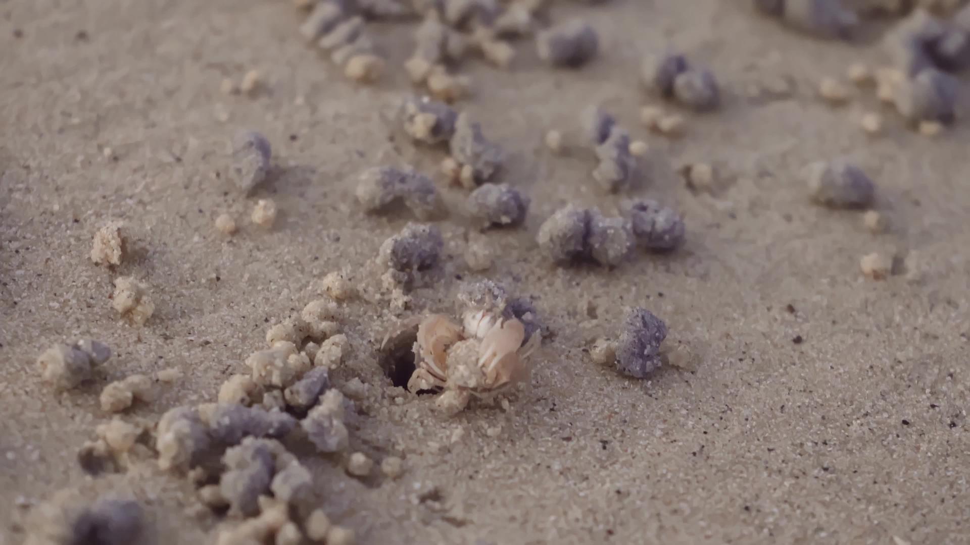 小螃蟹在日落时争夺沙球和海边洞穴视频的预览图
