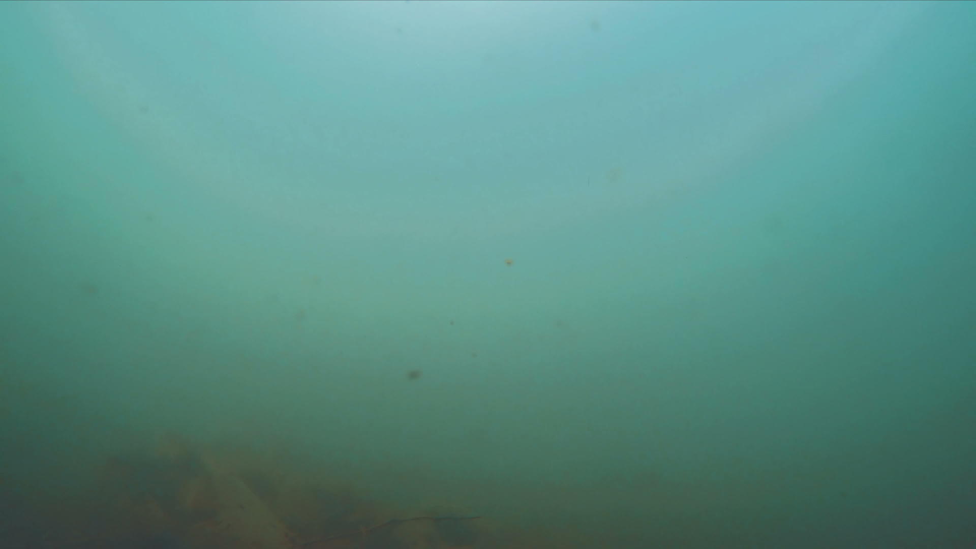 水下河流中的鱼在游泳视频的预览图