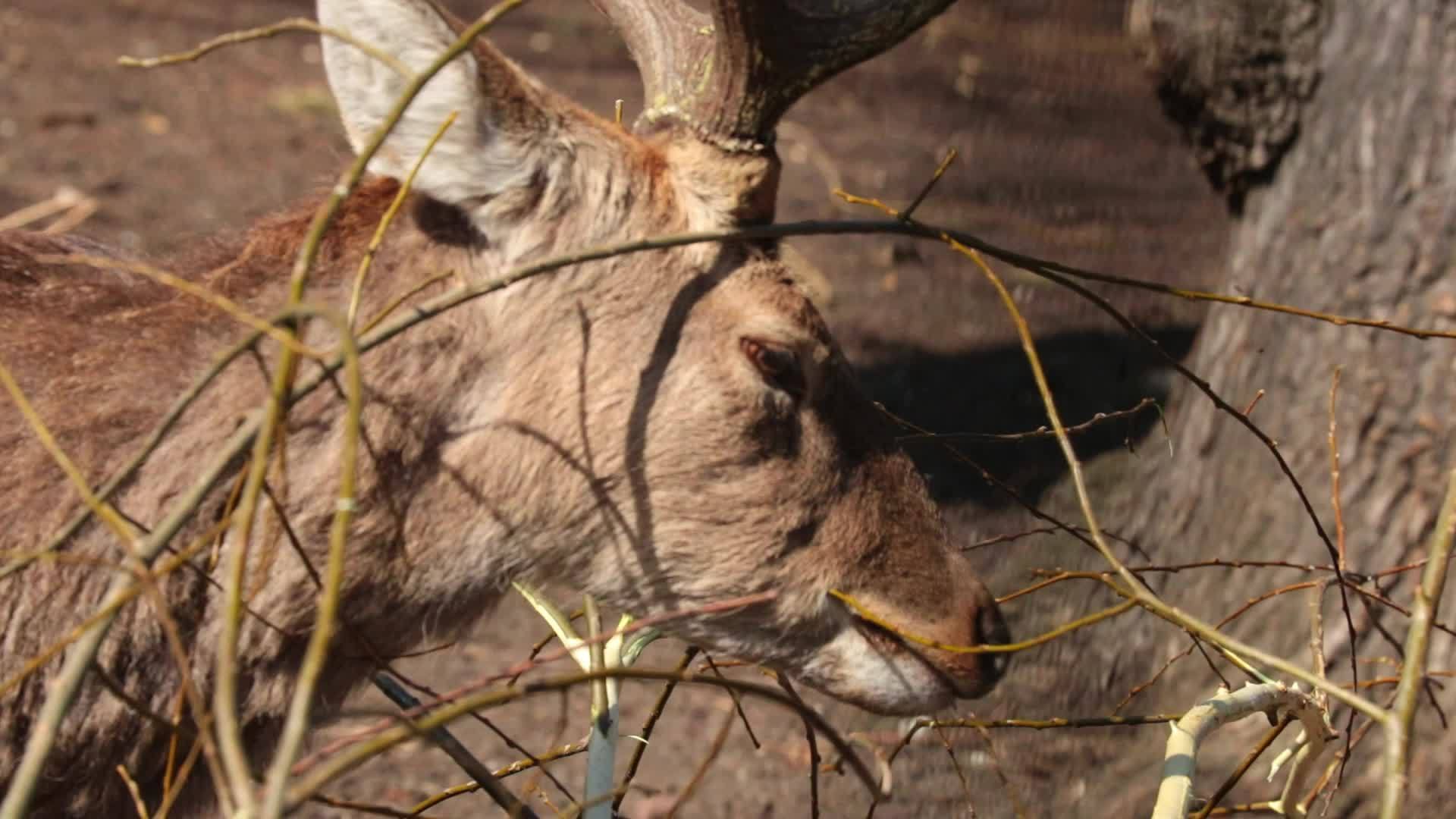 鹿在吃树枝视频的预览图