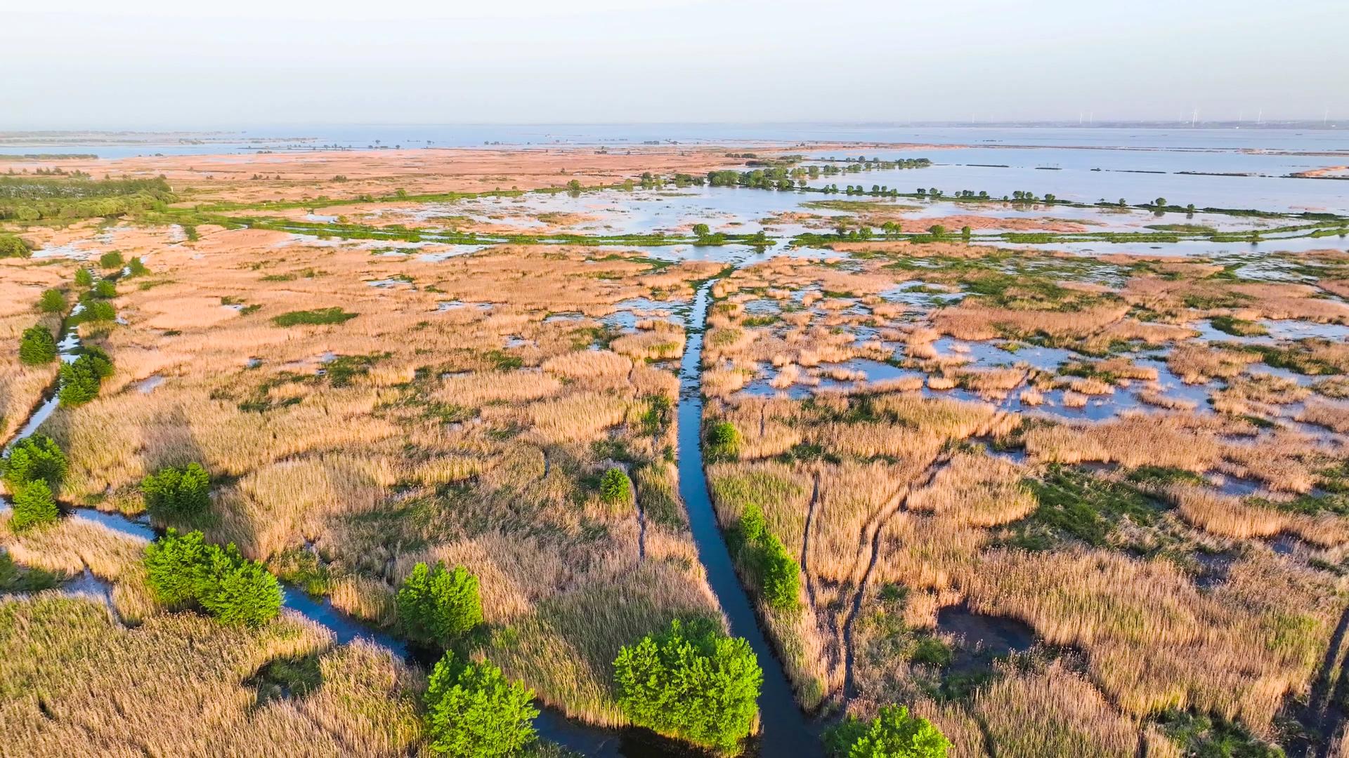 洪泽湖湿地4K航拍风景视频的预览图