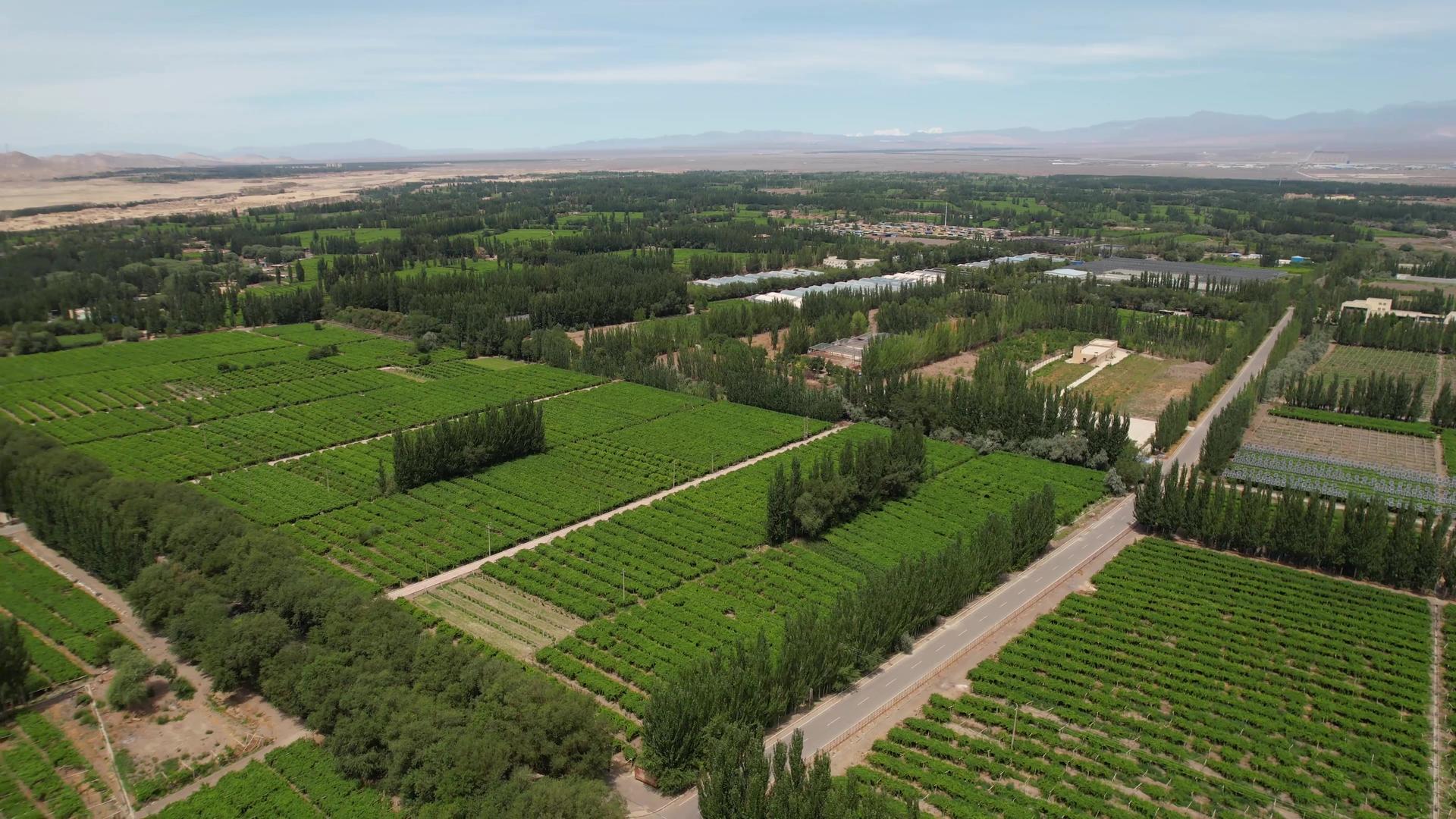 航拍5A景区吐鲁番葡萄沟大面积葡萄园种植视频视频的预览图