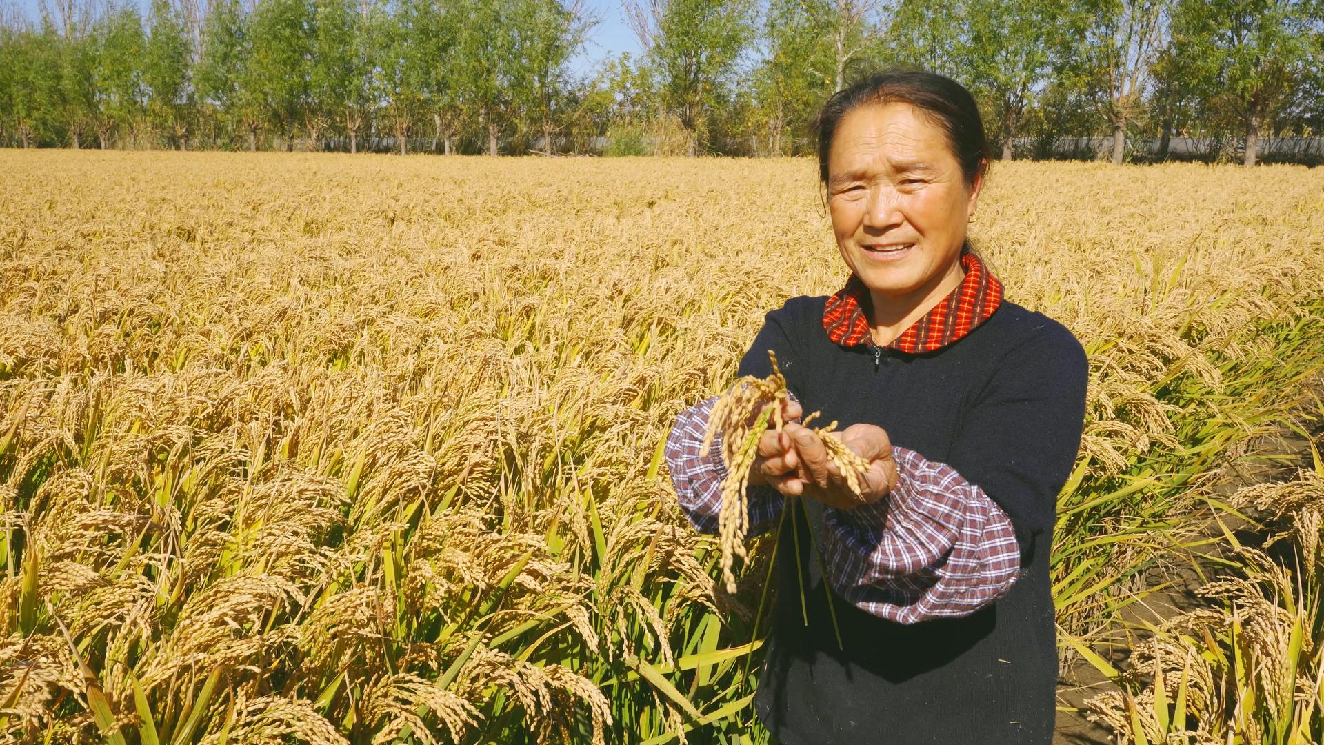 4K丰收农民女性形象稻田地里秋季天晴喜悦农村庄家人笑脸视频的预览图