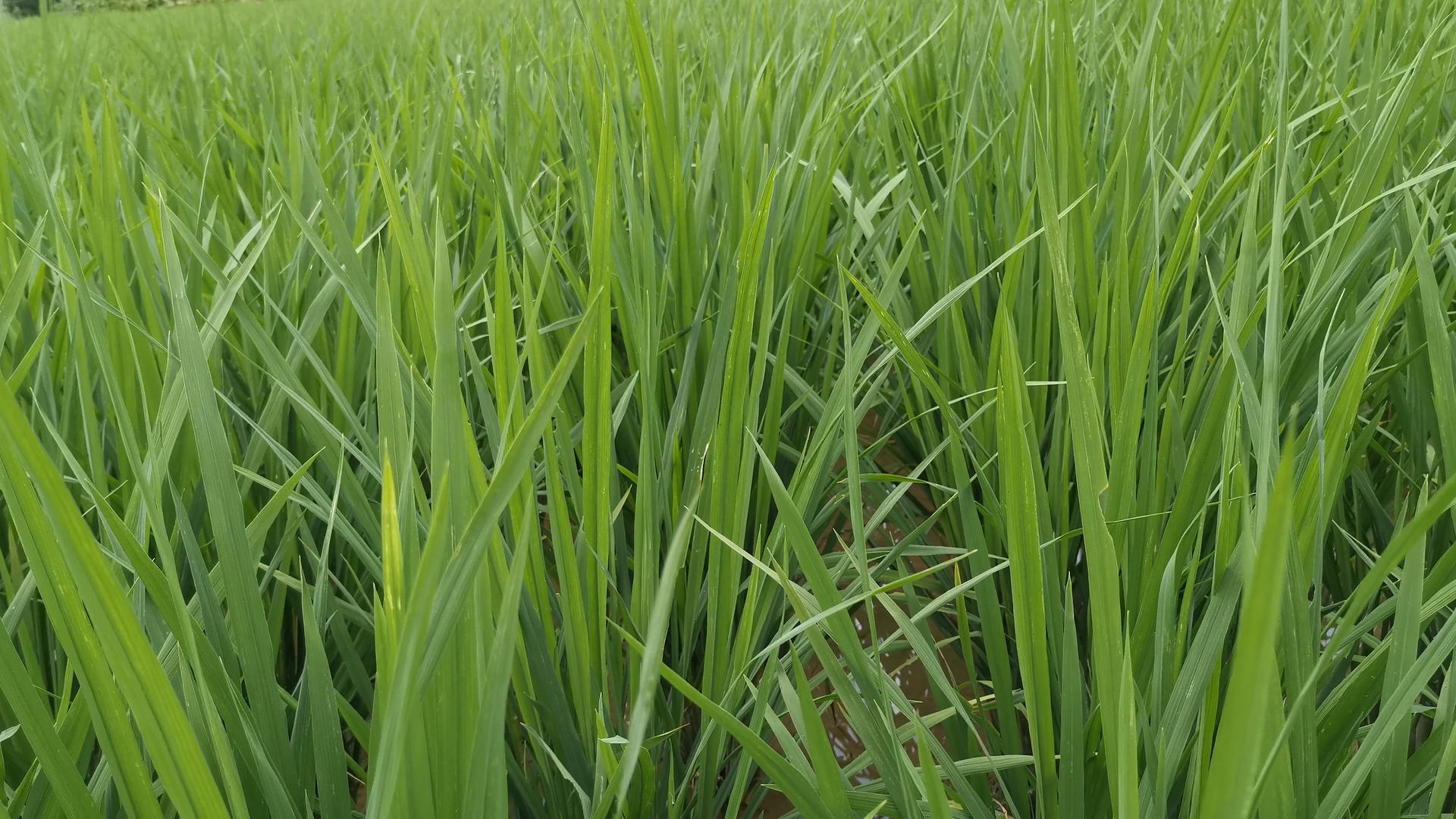 4K绿色稻田视频的预览图