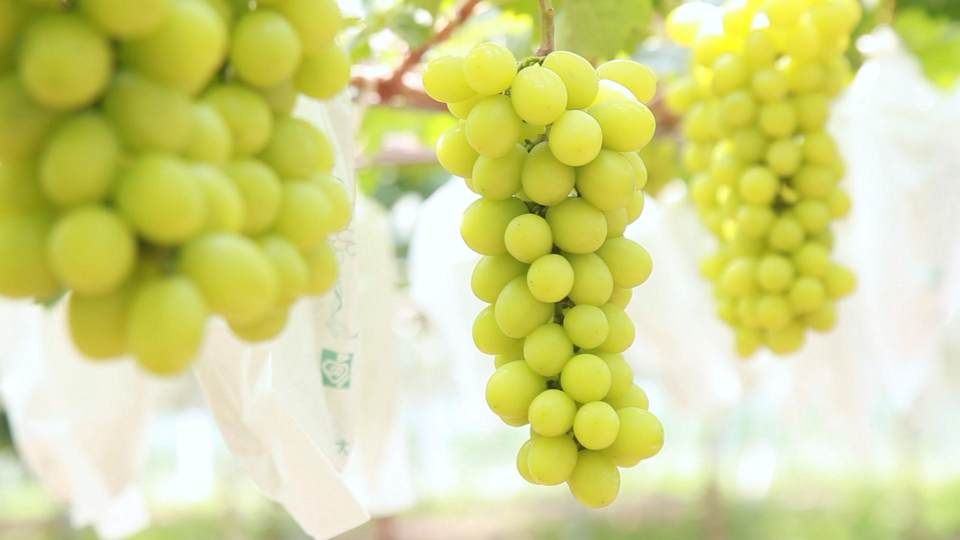 葡萄种植基地视频的预览图