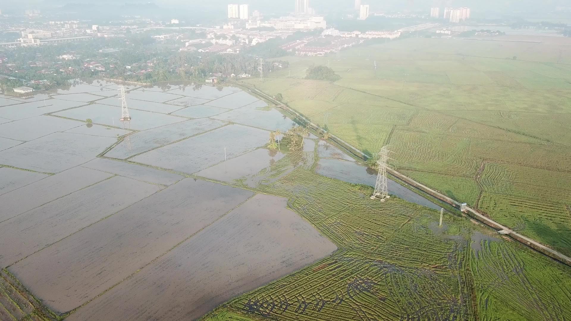 被洪水淹没的稻田视频的预览图