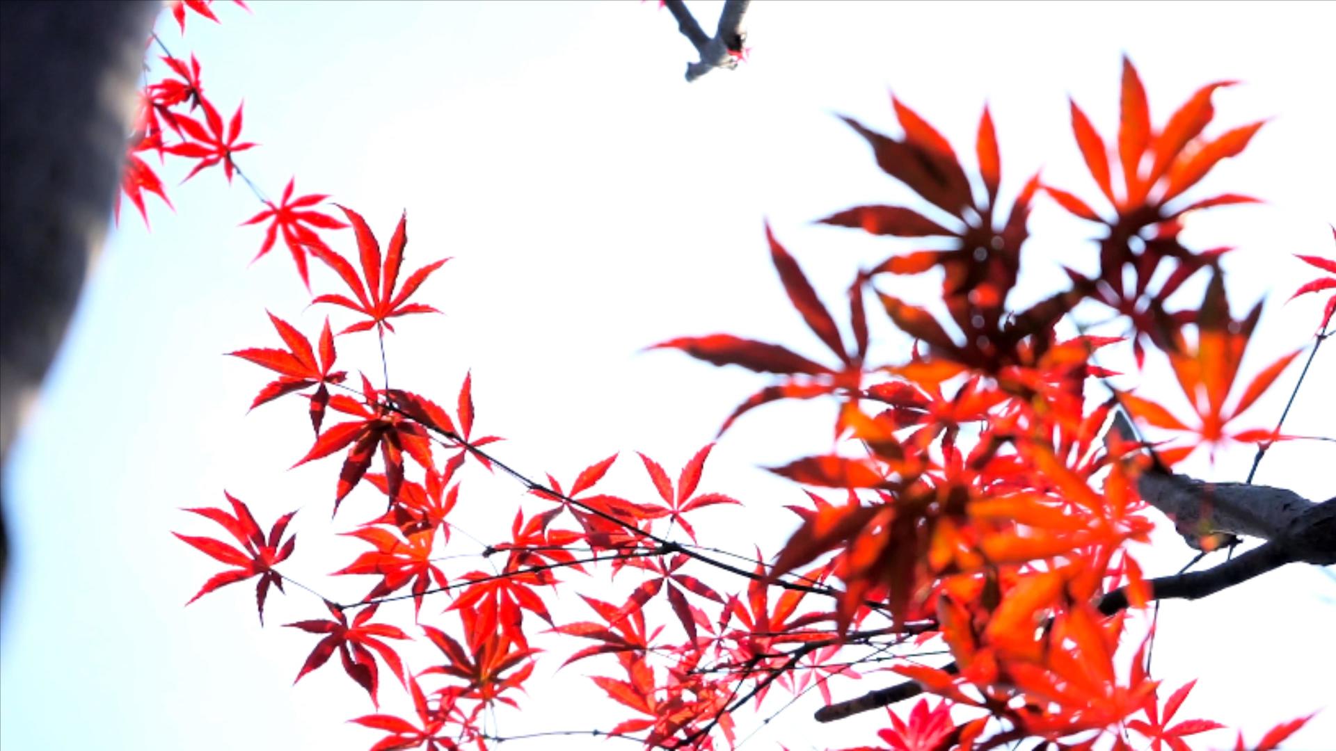4K实拍秋天风景红色枫叶视频的预览图