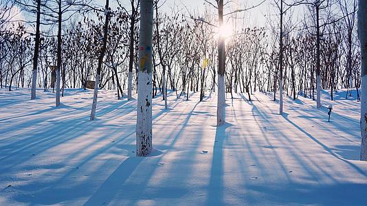 冬日的阳光穿过雪地树林视频的预览图