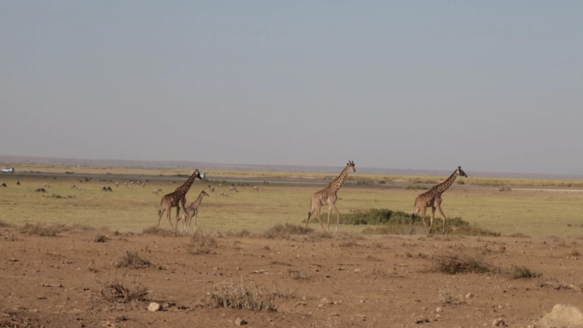 非洲长颈鹿家族穿越草原视频的预览图