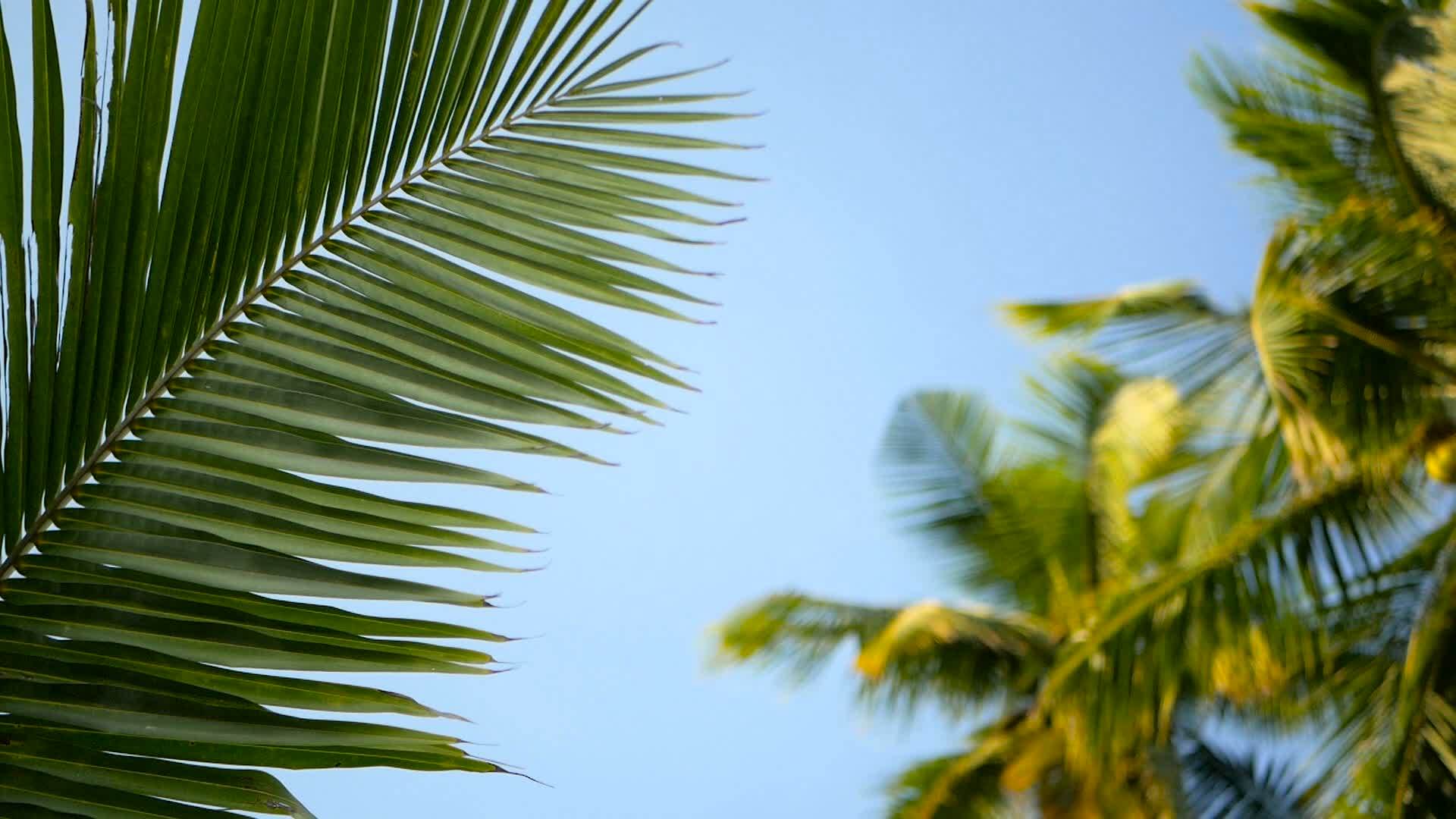 棕榈树椰子树冠和蓝色的阳光视频的预览图