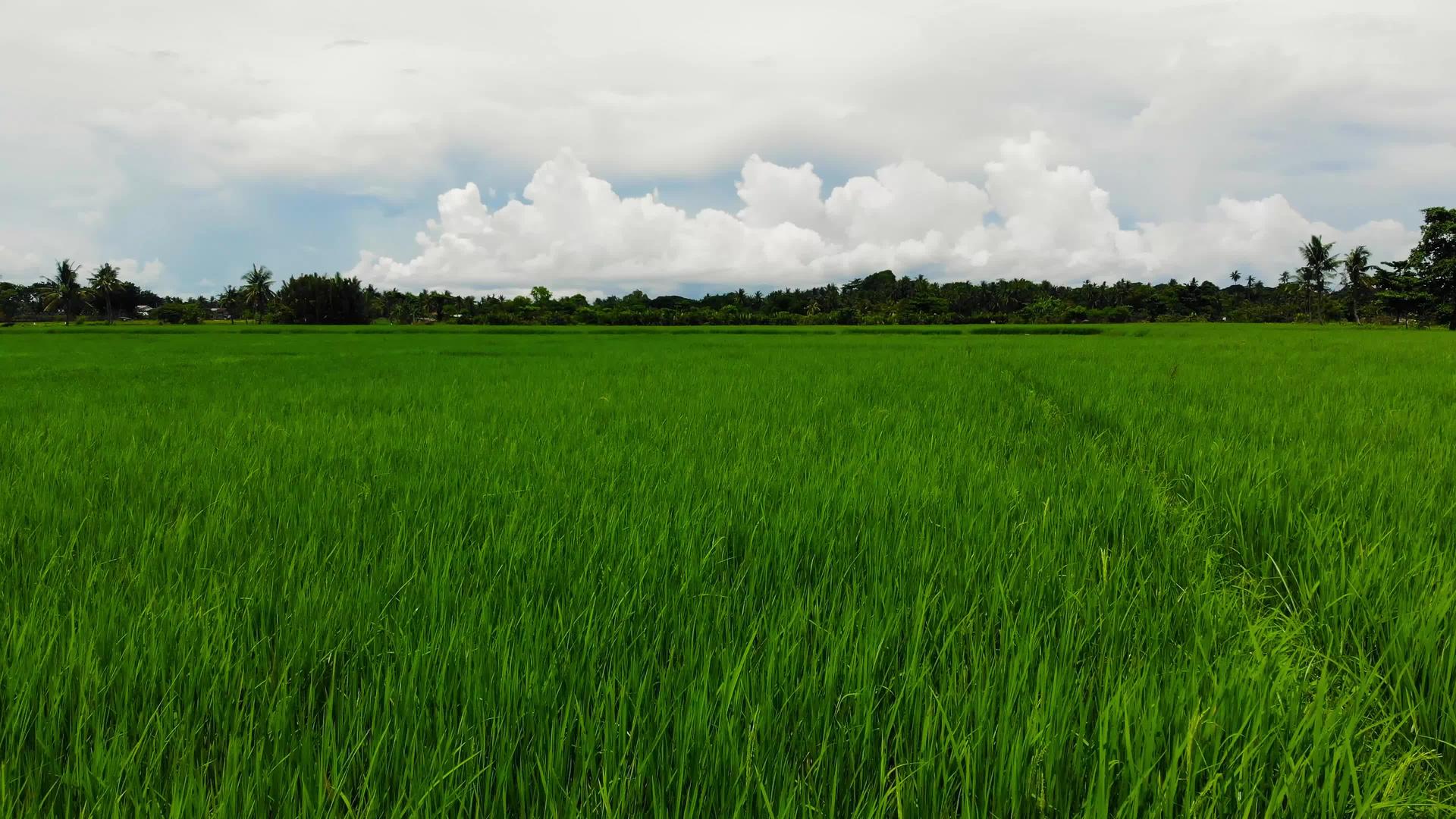 热带地区稻田29视频的预览图