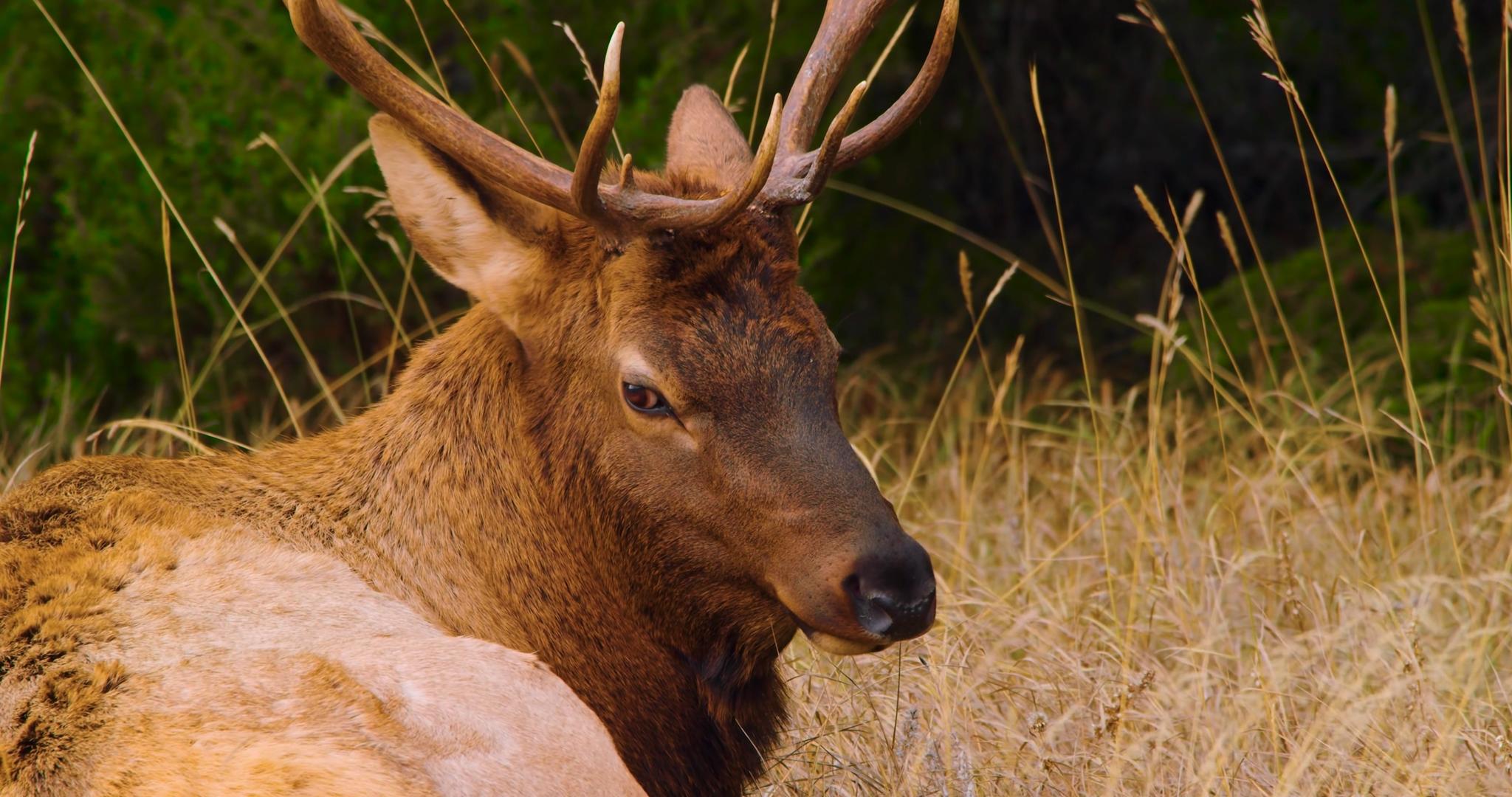 4K野生动物麋鹿驯鹿鹿视频的预览图