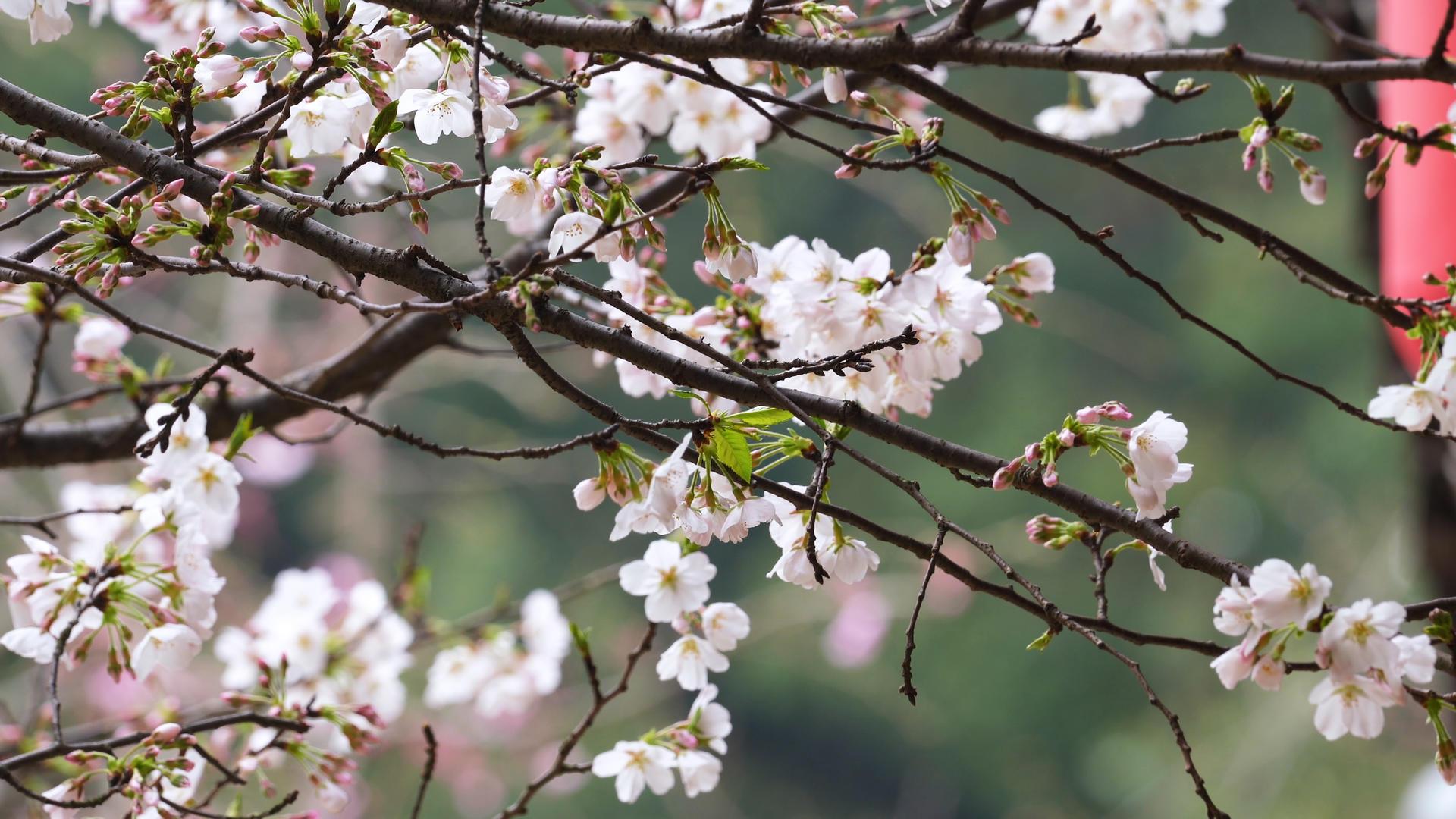 三月春天樱花花季花期樱花树4k素材视频的预览图