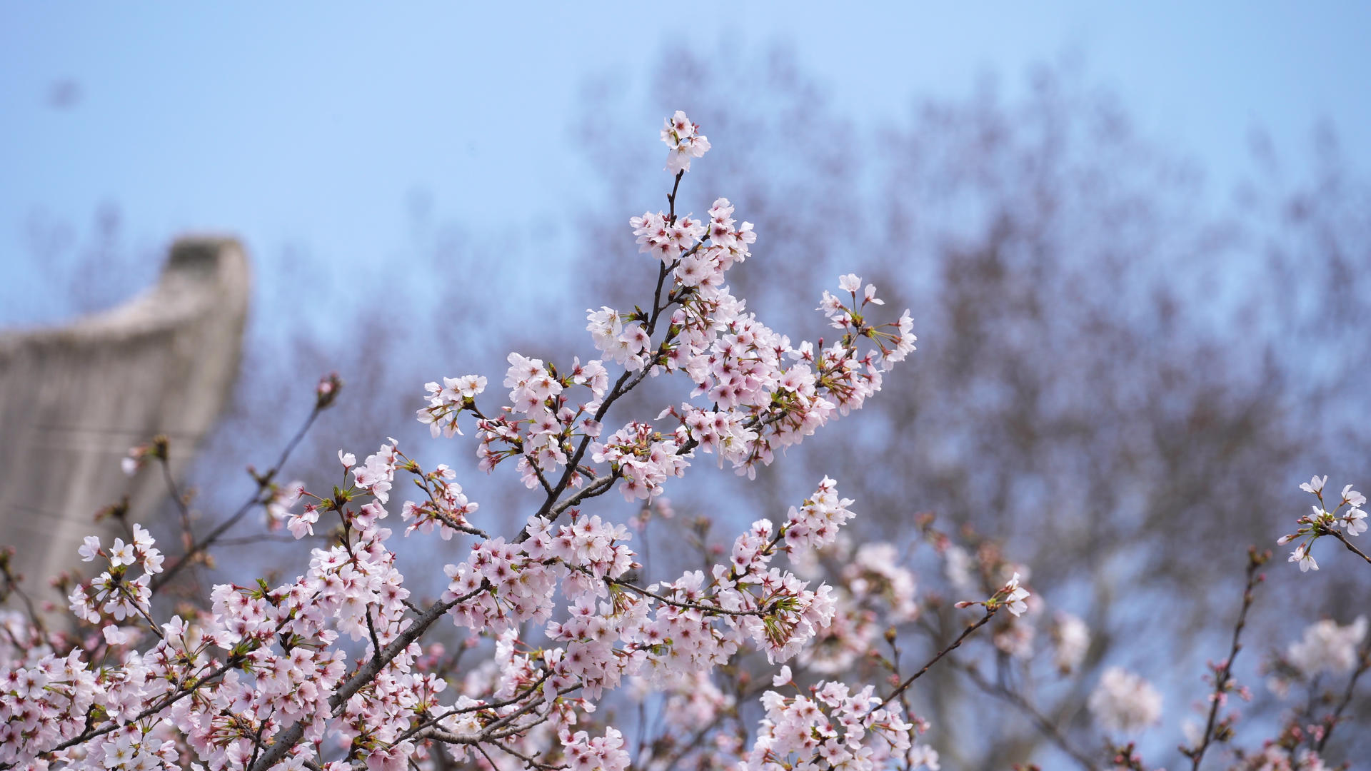春天春季花季花期樱花季盛开的樱花树4k素材视频的预览图