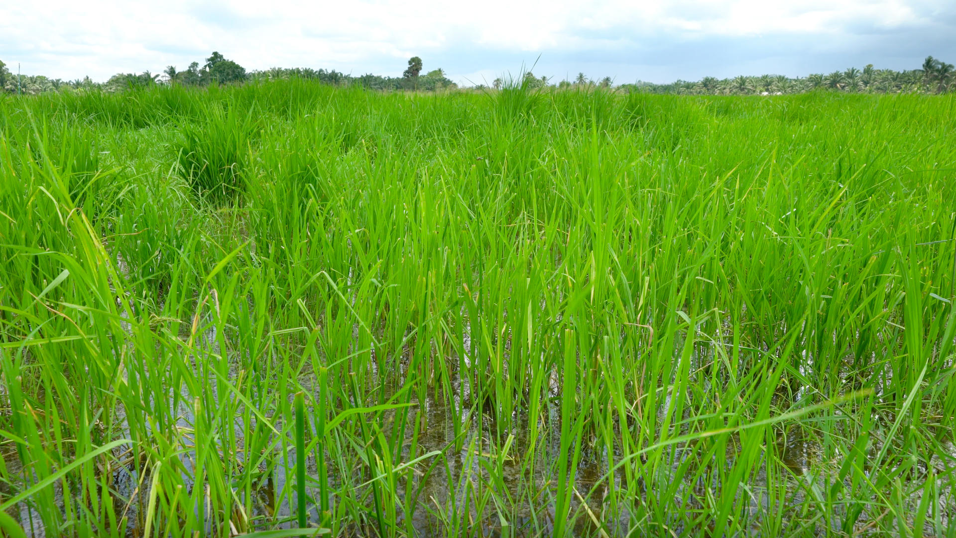 水稻田地农业种植实拍合集4K视频的预览图