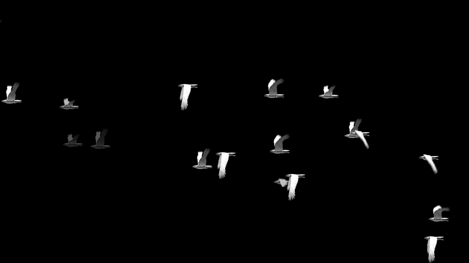 透明通道飞舞的白鸽视频素材视频的预览图