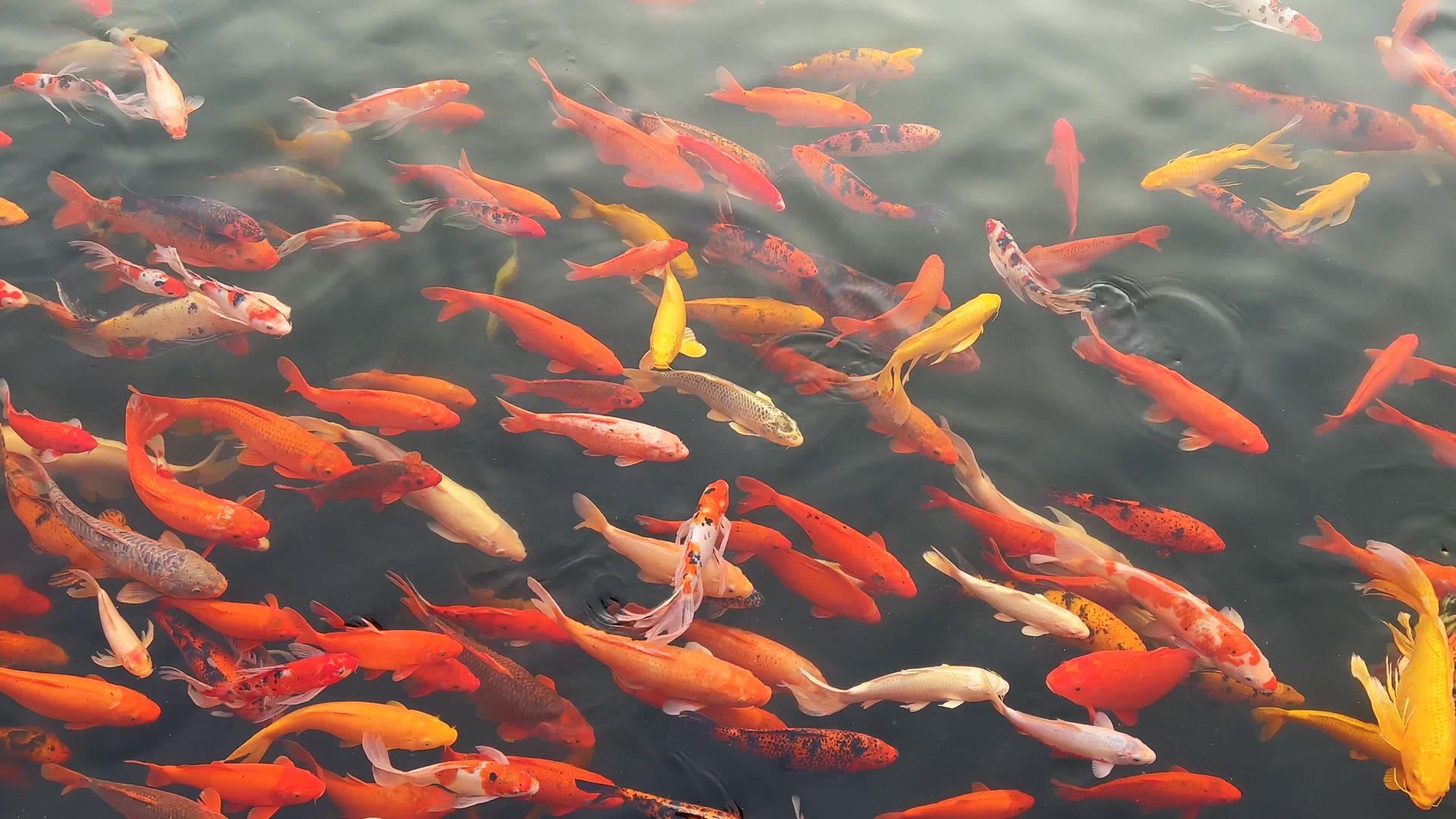 景区鱼池中饲养的高端观赏鱼红色锦鲤4k素材视频的预览图