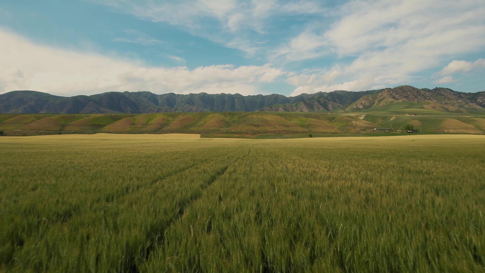 航拍新疆伊犁金色的麦田与天山山脉视频视频的预览图