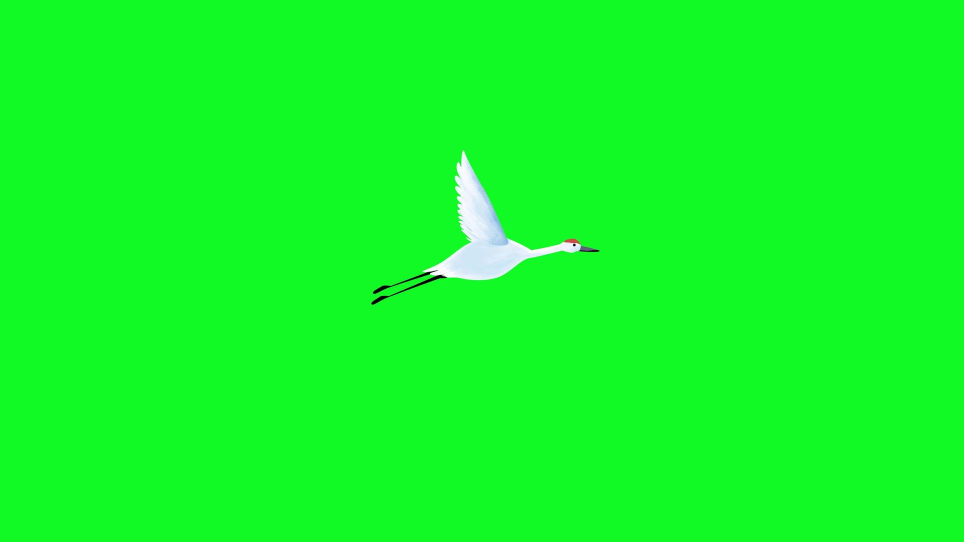 白鹭飞翔带通道视频的预览图