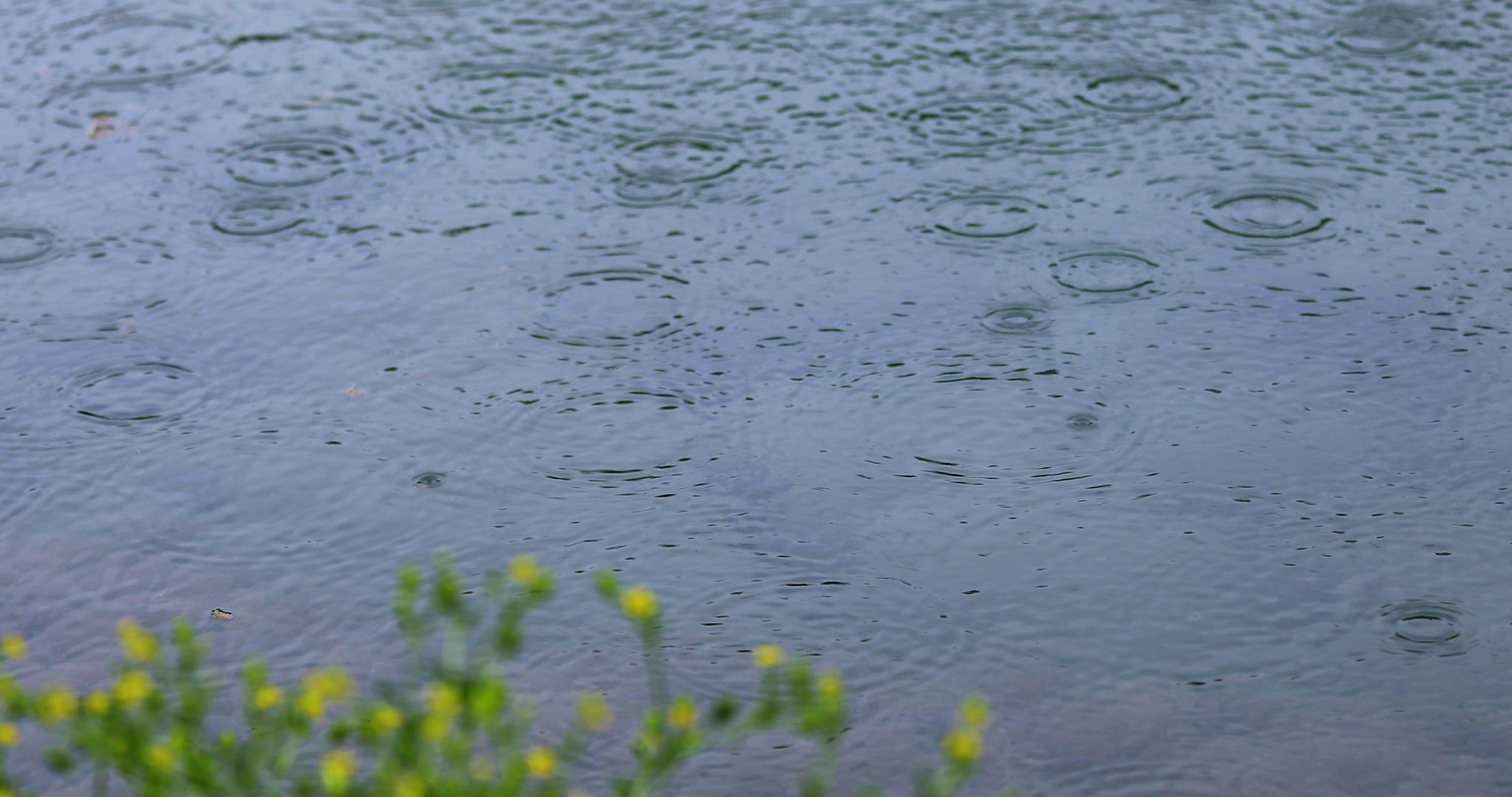 4K拍摄春雨雨滴落在湖面视频的预览图