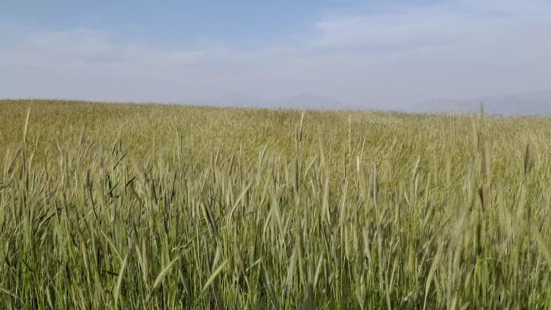 4K春夏麦田风吹麦浪景观自然风光视频素材视频的预览图