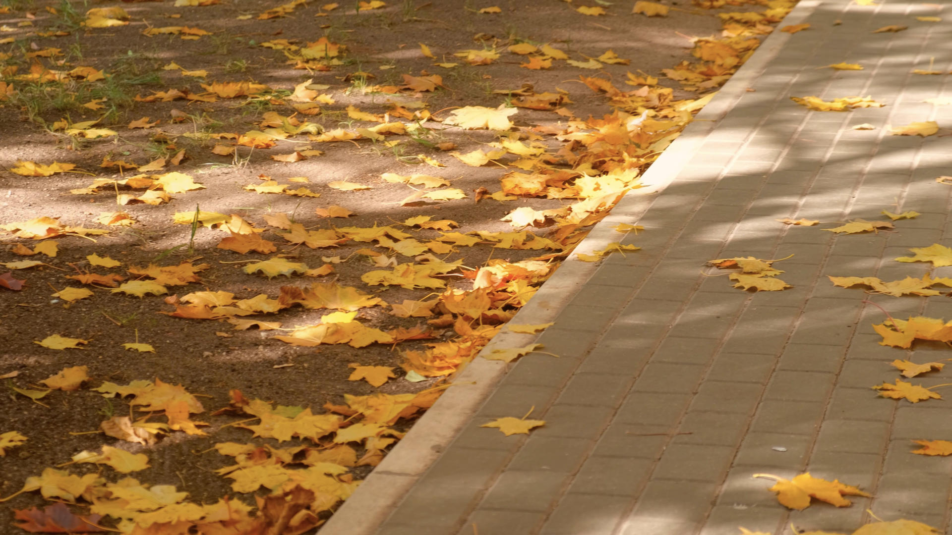 深秋阳光透过树叶照射地上落叶视频的预览图