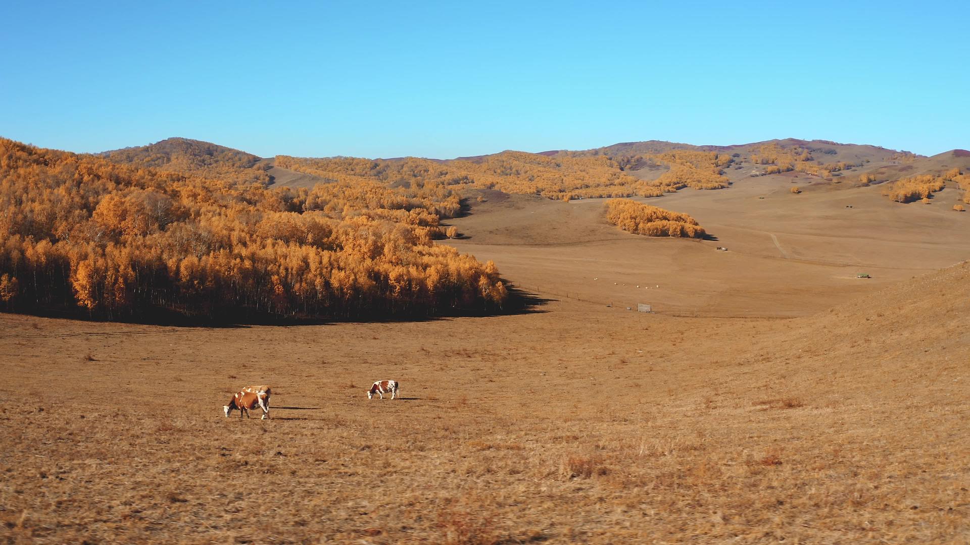 乌兰布统草原上放羊的4K航拍牛羊视频的预览图