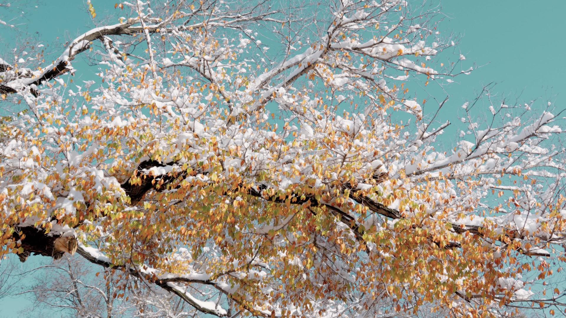 冬天落叶落叶落雪黄白相间视频的预览图