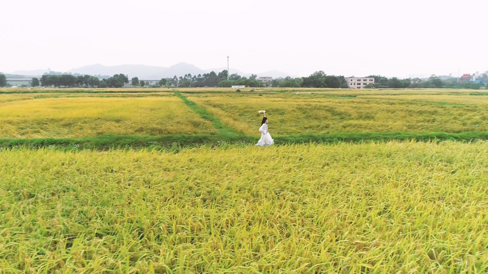  4K稻田里的女孩视频的预览图