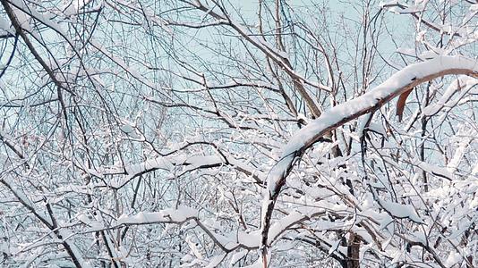 冬天雪景树4k视频的预览图