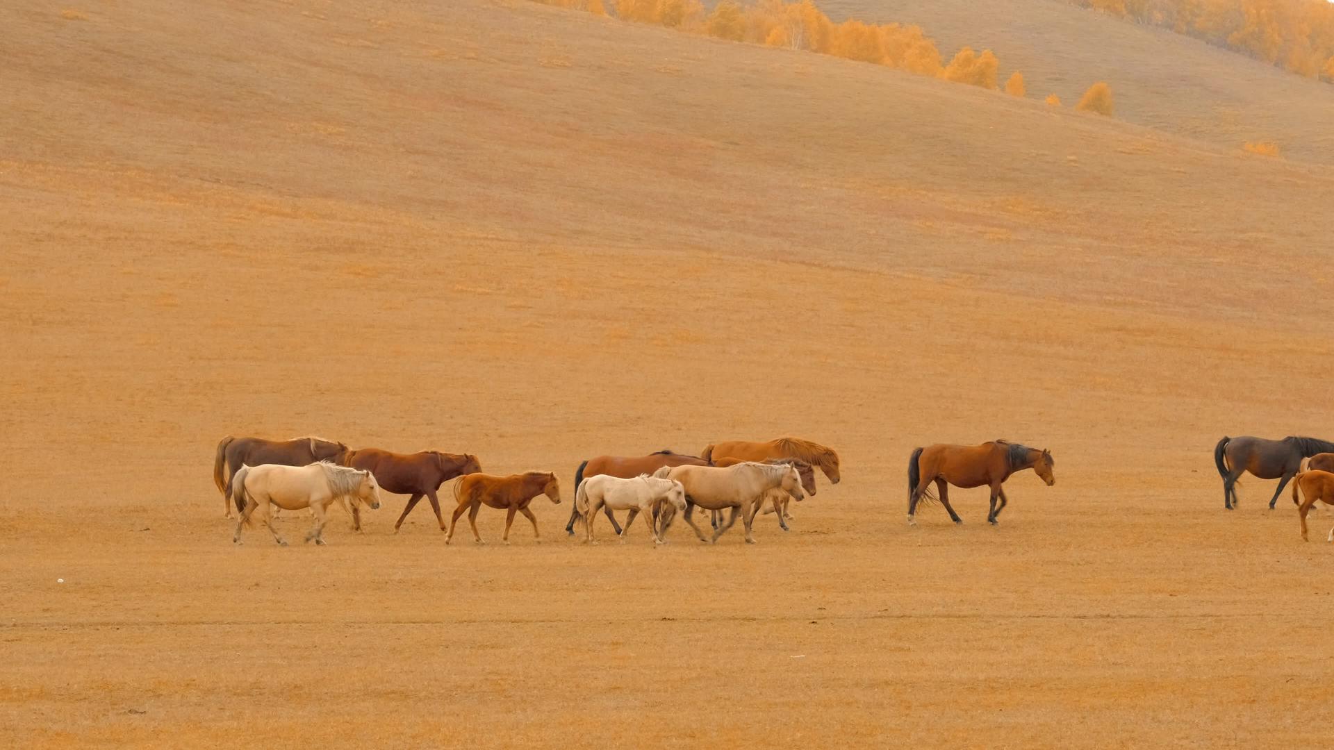 内蒙古乌兰布统景区坝上草原马群视频的预览图