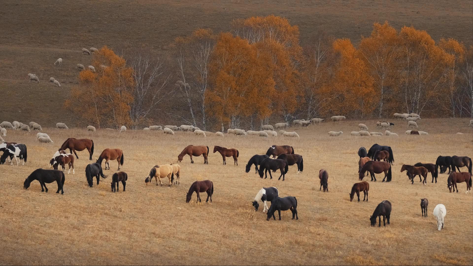 内蒙古乌兰布统景区坝上草原马群视频的预览图