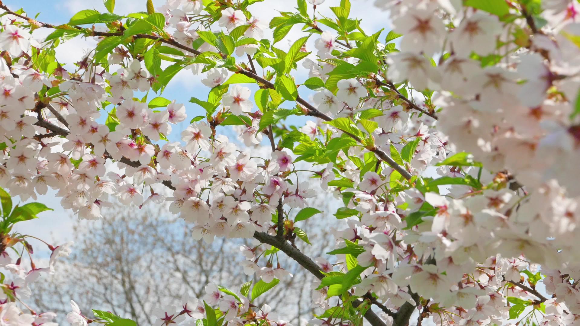 日本樱花对抗蓝天视频的预览图