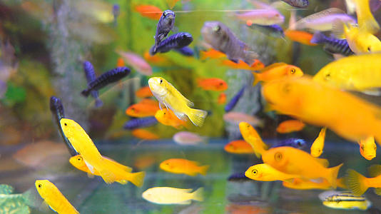 鱼缸中的观赏金鱼4k宠物素材视频的预览图