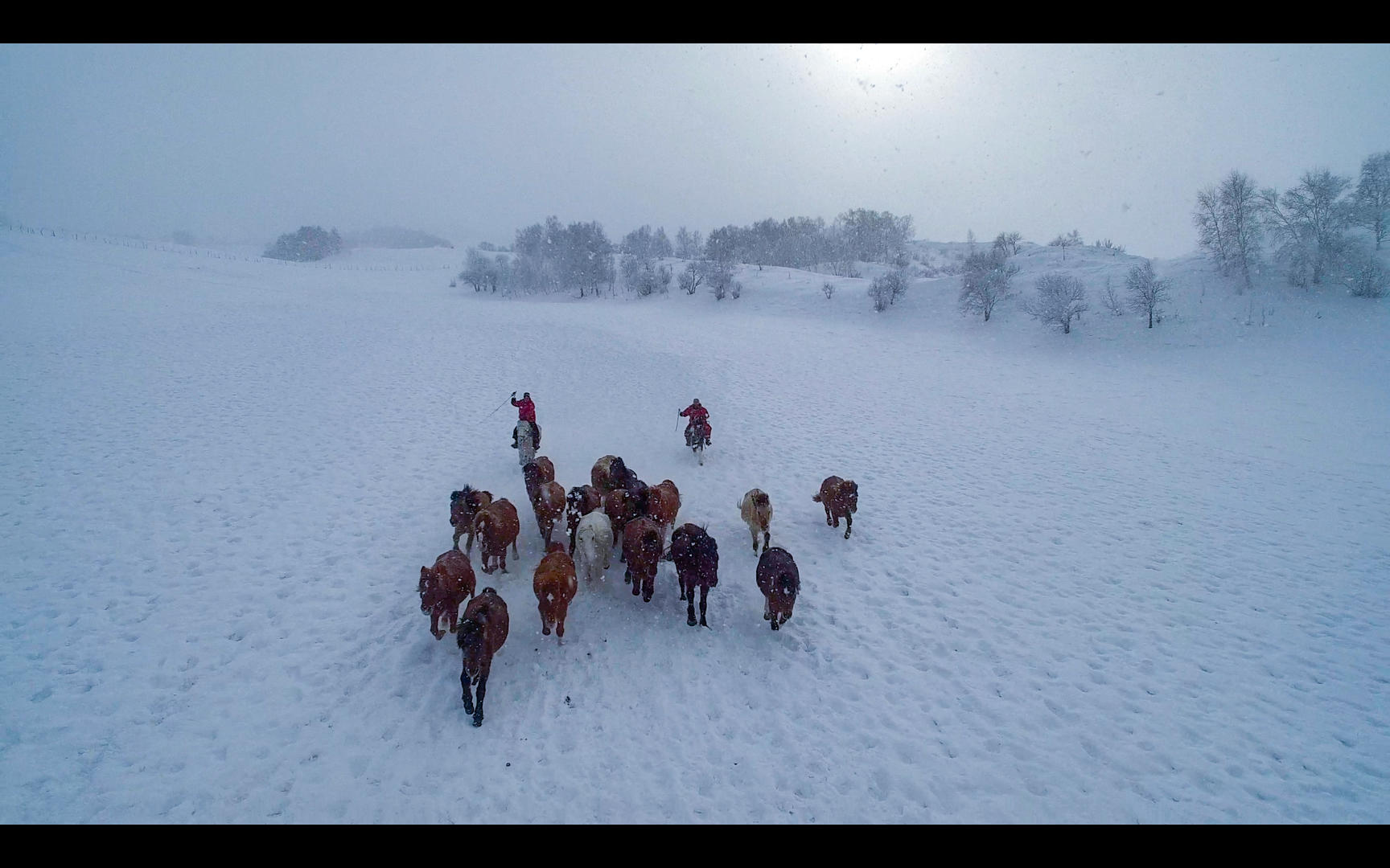 内蒙古乌兰布统坝上草原冬季跑马航拍视频视频的预览图
