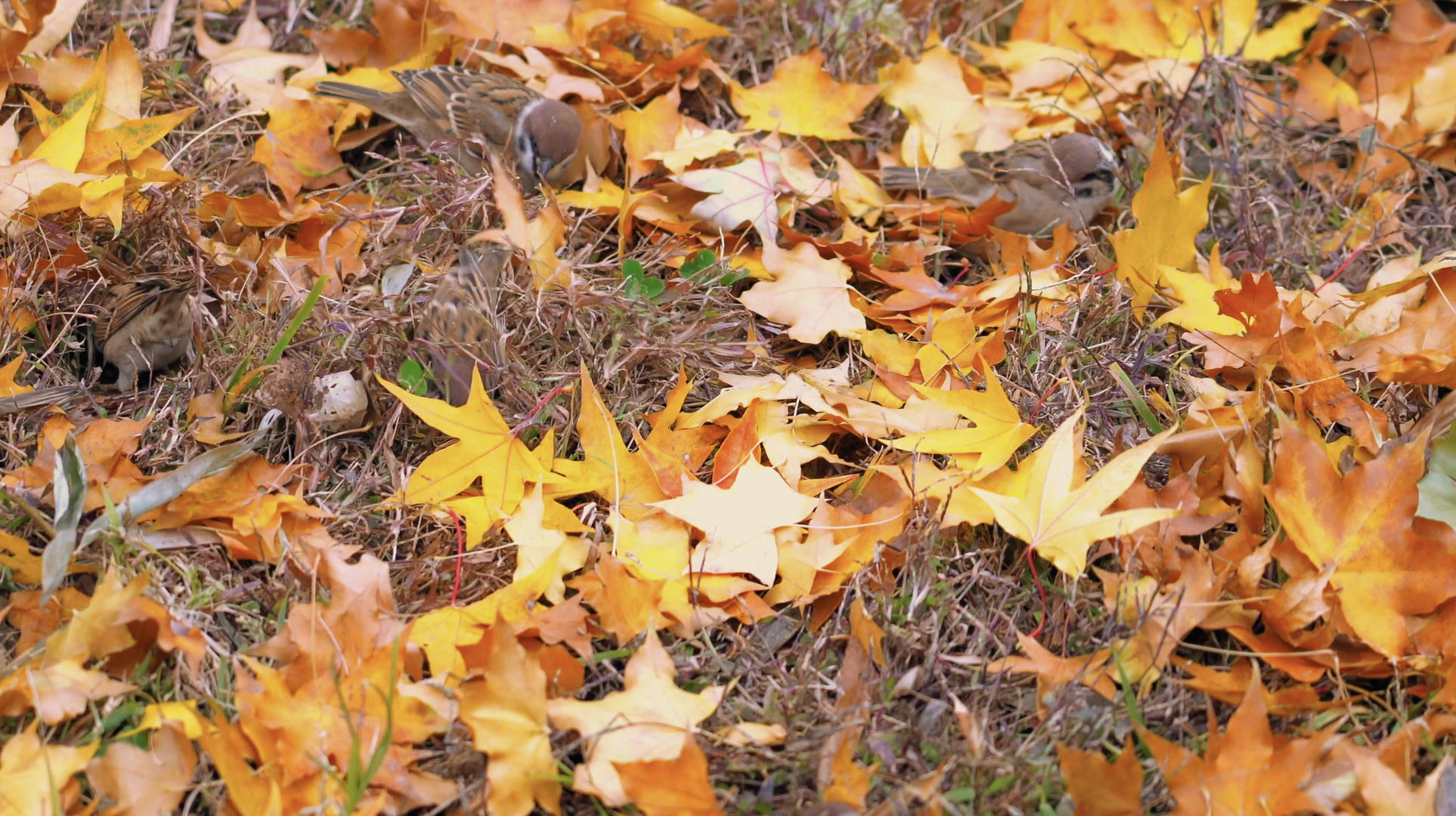 秋天枫叶落在地上麻雀觅食视频的预览图
