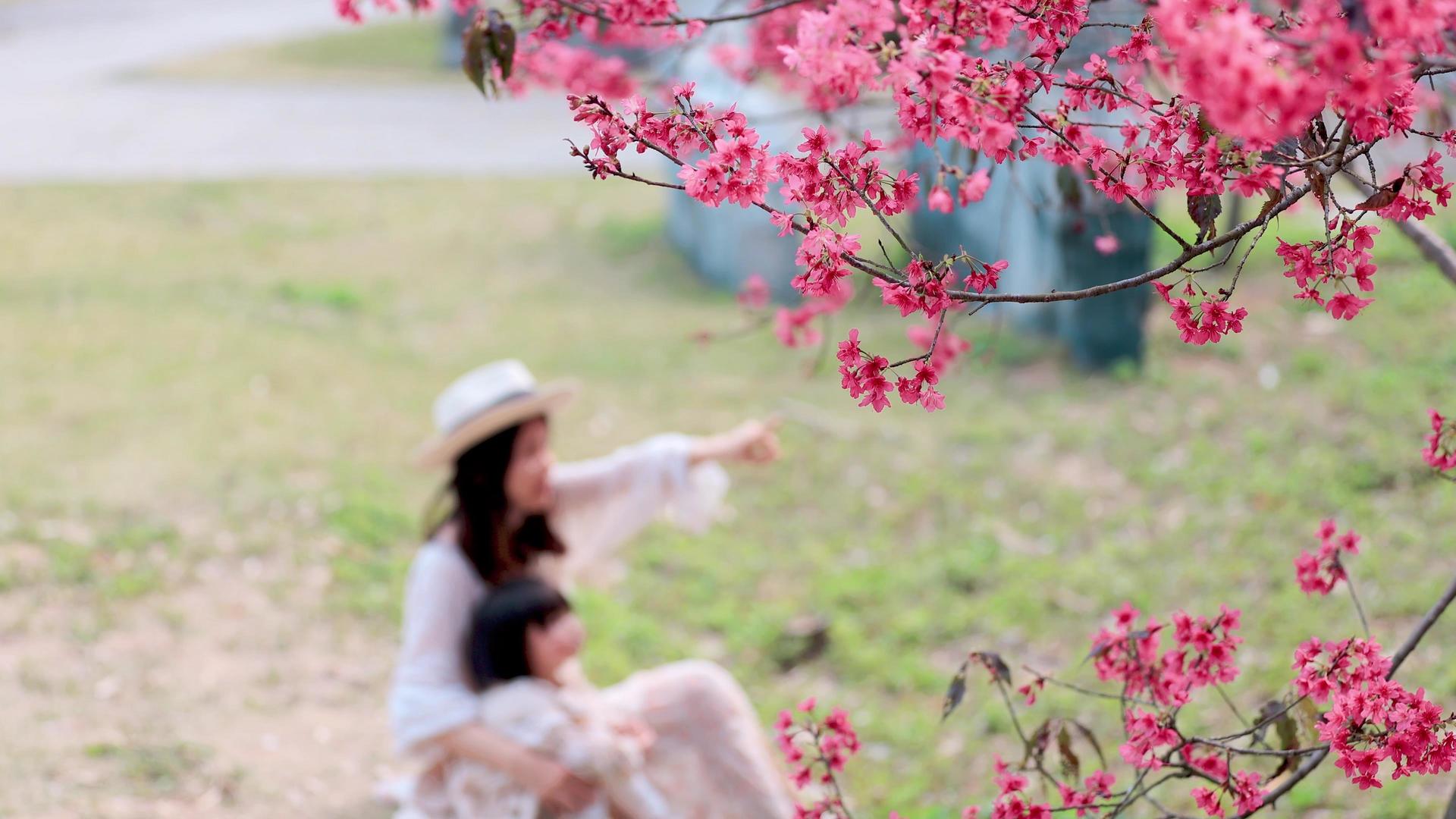 温馨母女坐在樱花树下赏花视频的预览图