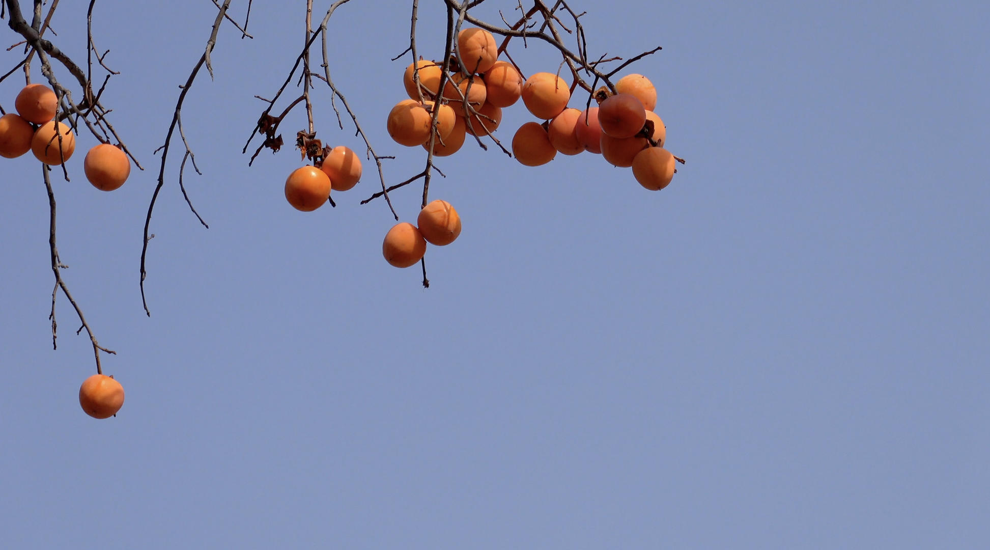秋季枝头的柿子4K视频视频的预览图