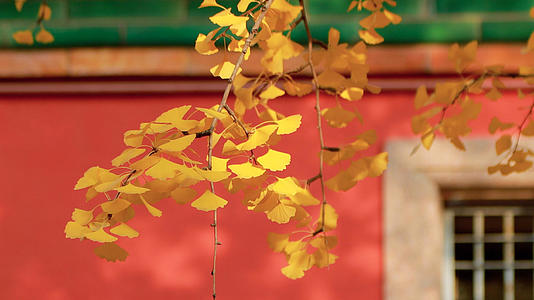 秋天的故宫里银杏和红墙视频的预览图