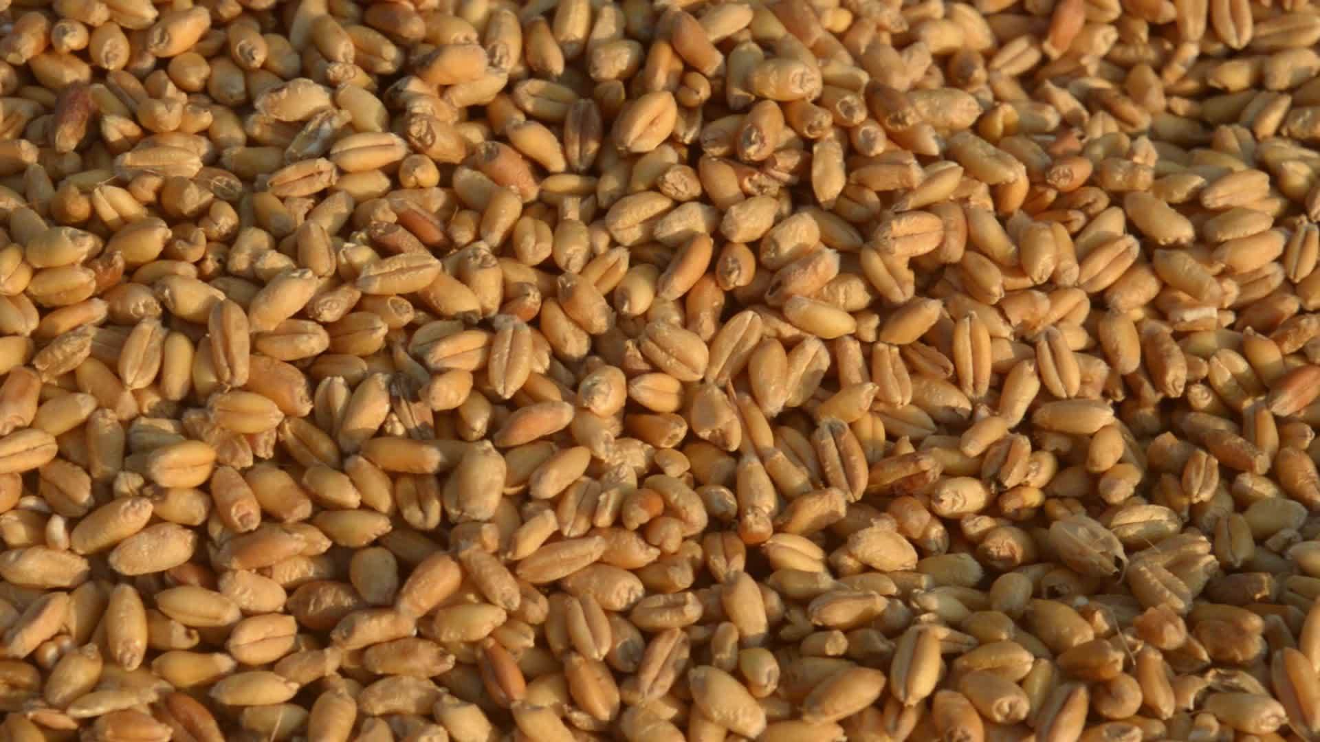 早晨 无缝小麦粒纹理图案在阳光下自然干燥生有机食品谷物视频的预览图