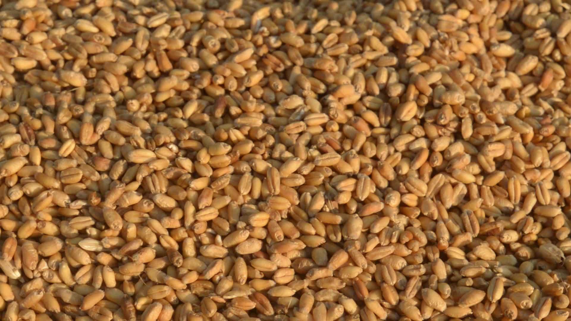 早晨 无缝小麦粒纹理图案在阳光下自然干燥生有机食品谷物视频的预览图