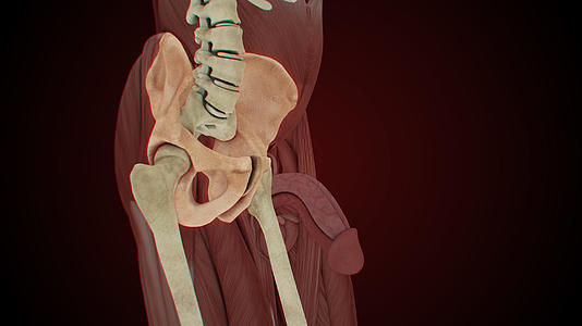 4K男性盆骨骨骼结构视频的预览图
