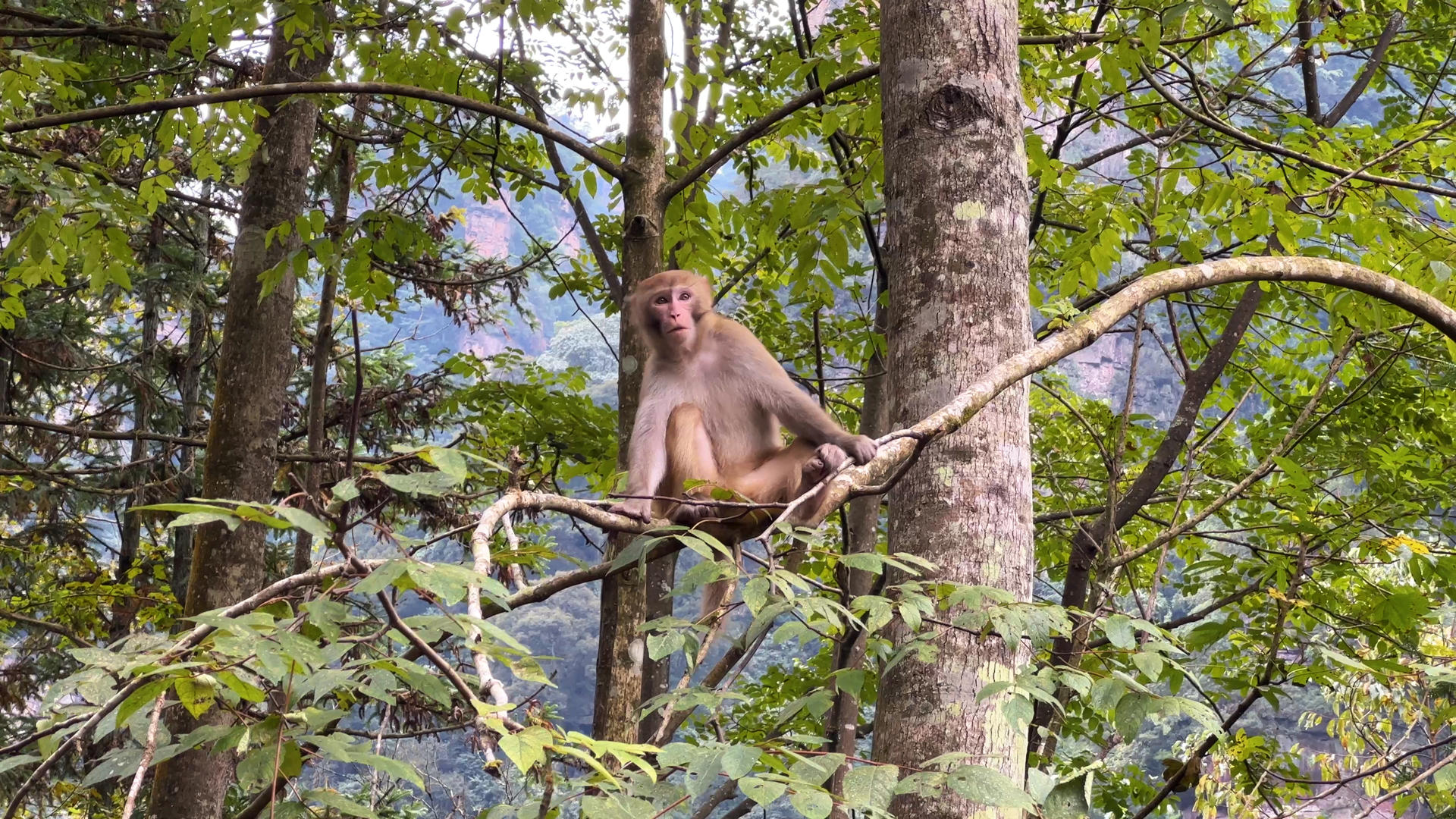 湖南5A级旅游景区张家界国家森林公园武陵源树上的野猴4k素材视频的预览图