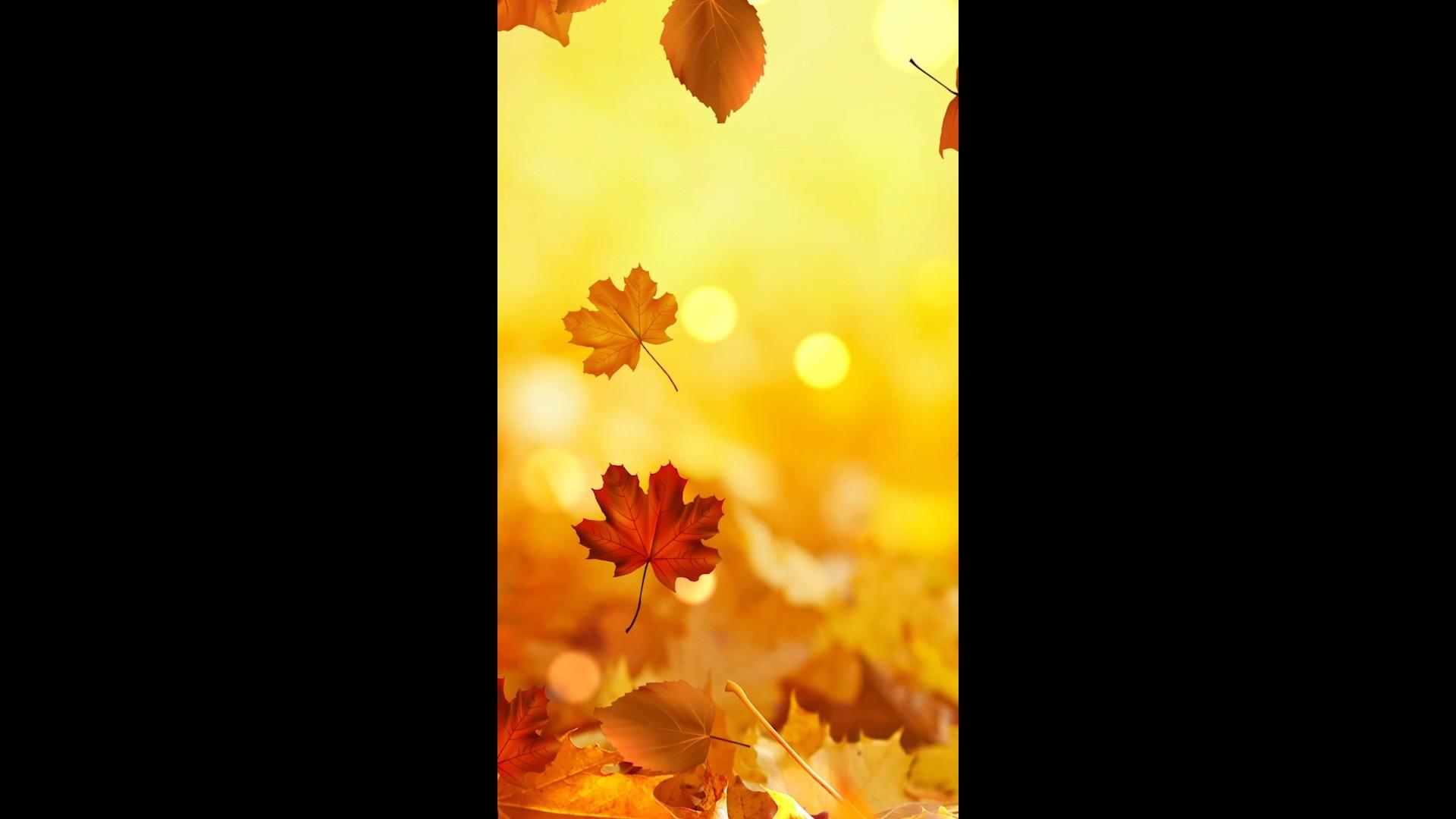 金色秋天枫叶树叶落叶背景视频的预览图