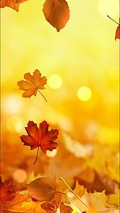 金色秋天枫叶树叶落叶背景视频的预览图