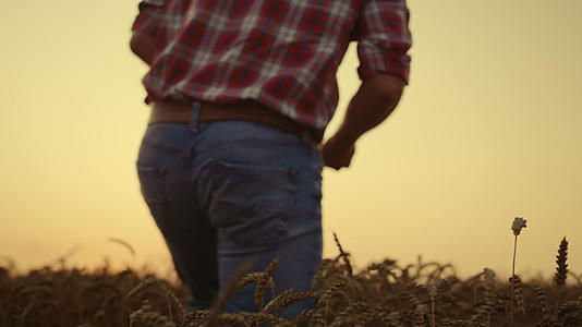 农民农民在日落时走麦田视频的预览图