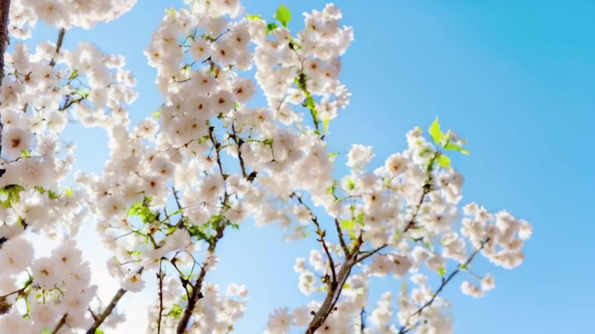 【收藏】春季纯白玉兰樱花盛开视频的预览图