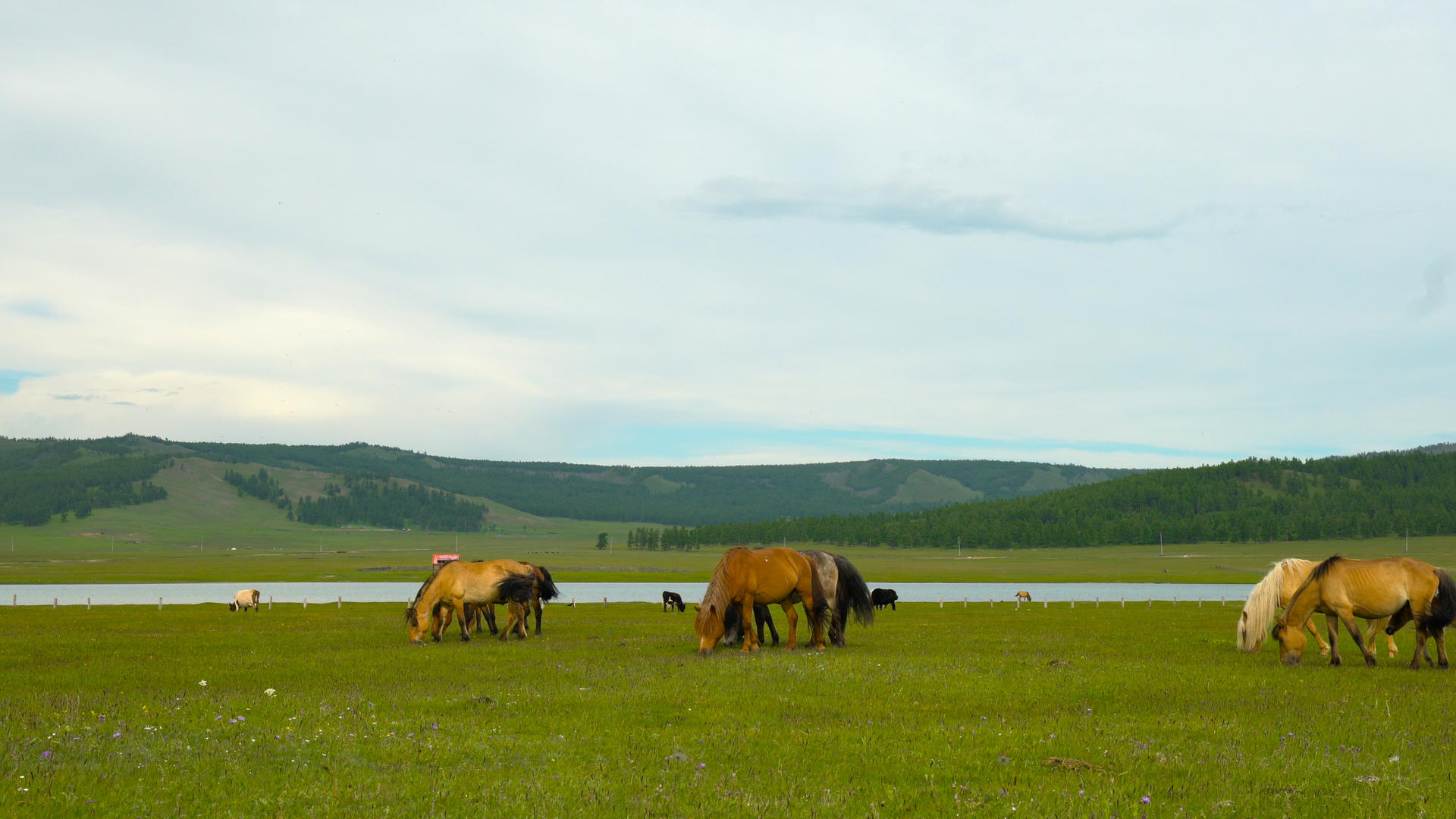 草原上马群吃草实拍合集4K视频的预览图