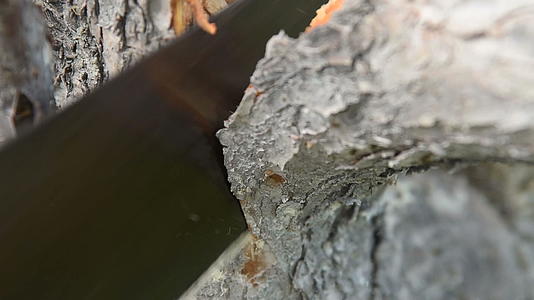 锯旧树枝视频的预览图