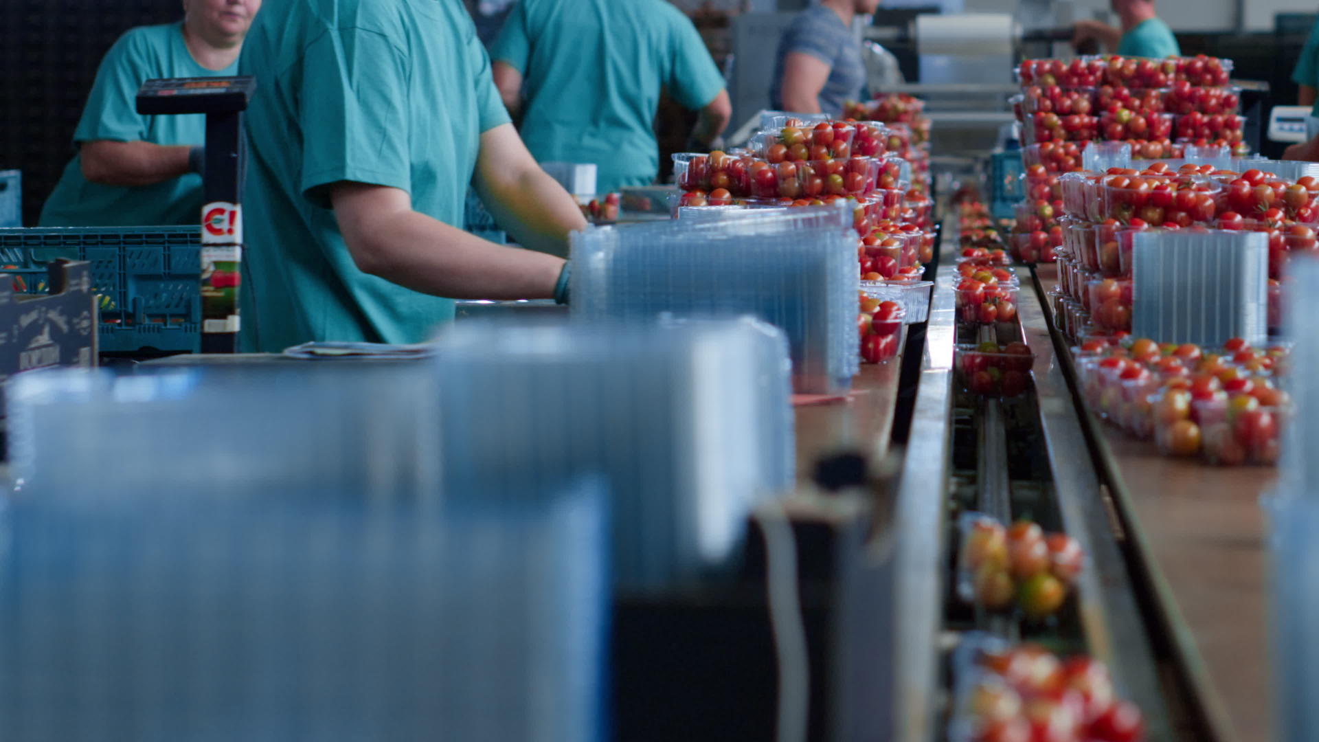 番茄工厂工人特写操作生产过程分拣包视频的预览图