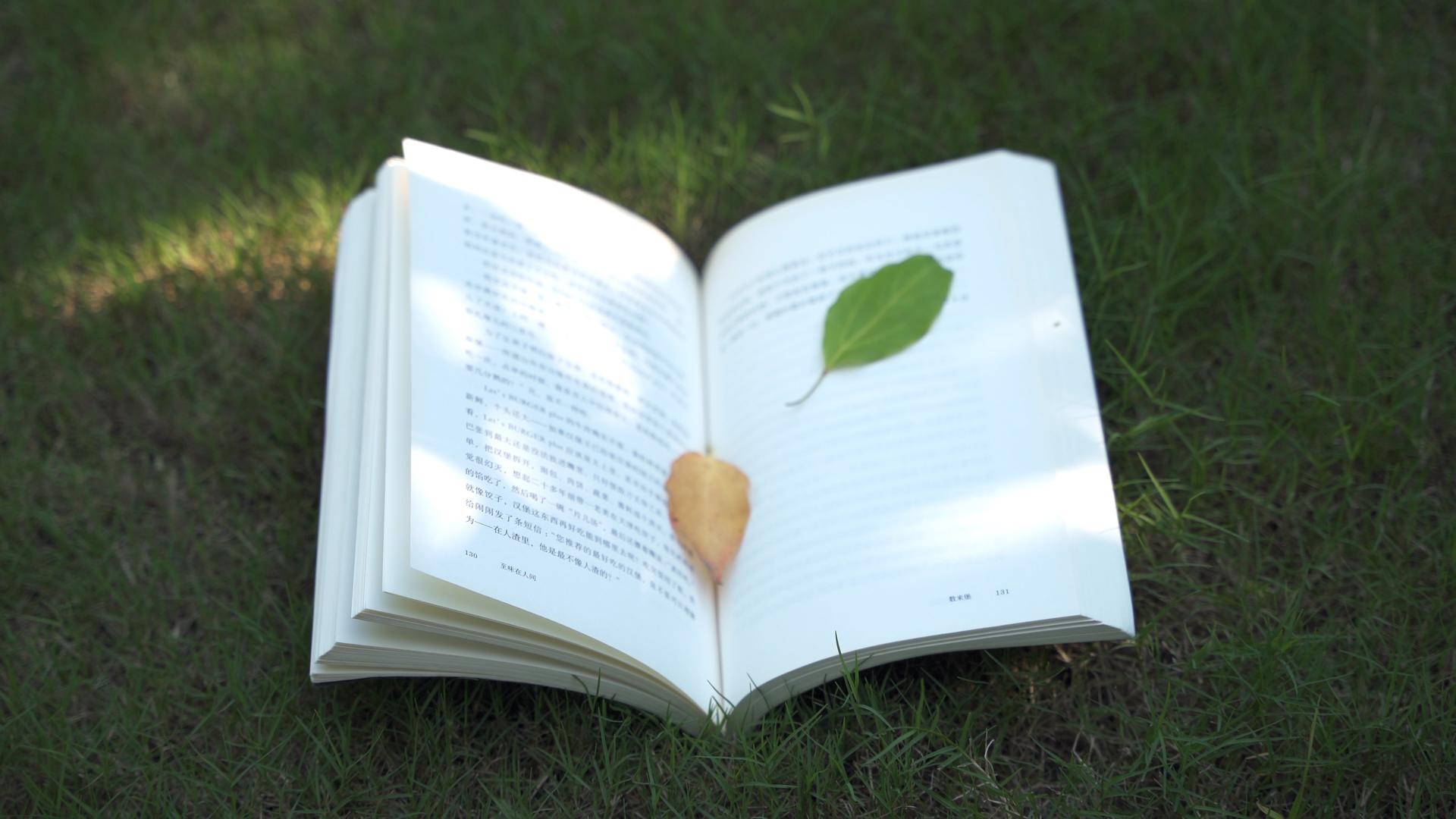4k阳光下草地上翻动的书本和落叶视频的预览图